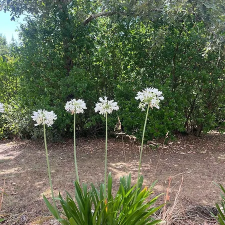 Quinta Dos Lagares Holiday home Espadanal